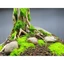 Layout " Nhất Trụ" Dành cho bể cá cảnh, bể thủy sinh, bán cạn, terra rium. Bể nhỏ, mini dưới 35 cm