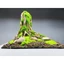 Layout " Nhất Trụ" Dành cho bể cá cảnh, bể thủy sinh, bán cạn, terra rium. Bể nhỏ, mini dưới 35 cm