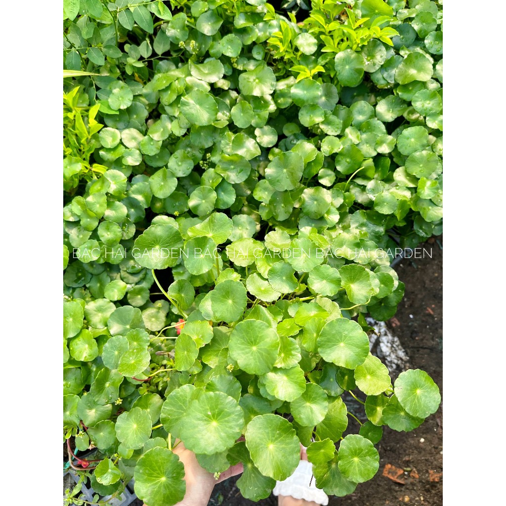 Cây rau má dù, cỏ đồng t.iền, trồng đất hoặc thủy sinh- Cây xanh để bàn, trang trí văn phòng, nhà ở