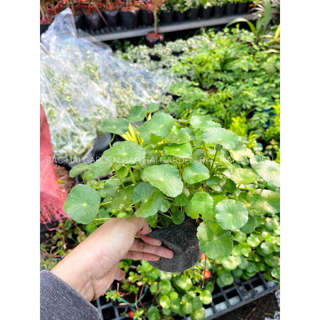 Cây rau má dù, cỏ đồng t.iền, trồng đất hoặc thủy sinh- Cây xanh để bàn, trang trí văn phòng, nhà ở