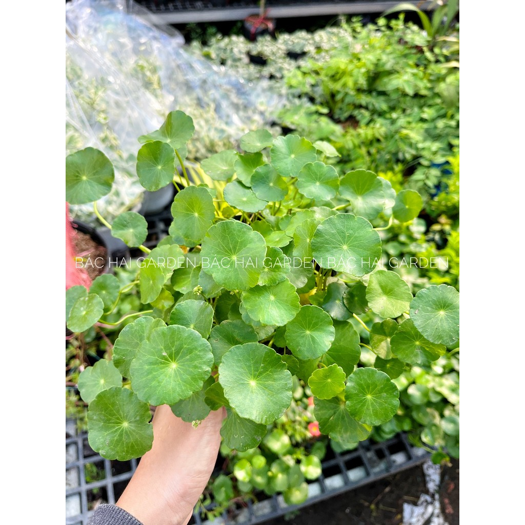 Cây rau má dù, cỏ đồng t.iền, trồng đất hoặc thủy sinh- Cây xanh để bàn, trang trí văn phòng, nhà ở