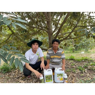 Lớn trái sầu riêng,tròn trái, xanh gai, chắc cuống trái 5L