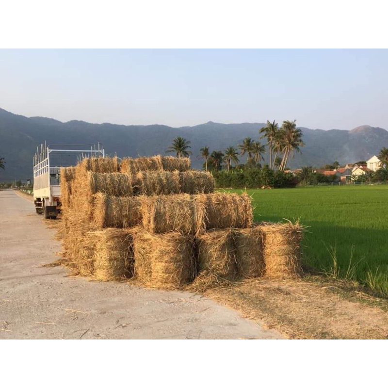 Rơm khô tự nhiên, trồng cây, trang trí sân, lót ổ gà 15-17kg | Shopee ...