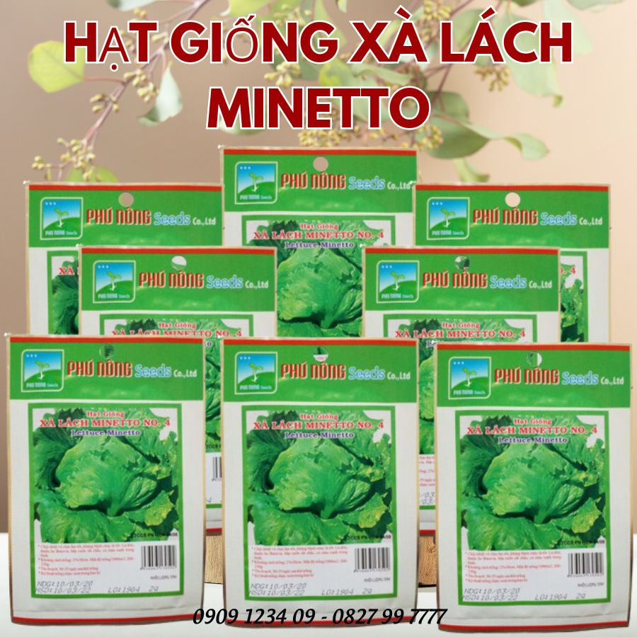 Hạt giống xà lách MINETTO Phú Nông 5