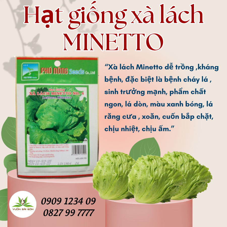 Hạt giống xà lách MINETTO Phú Nông 1