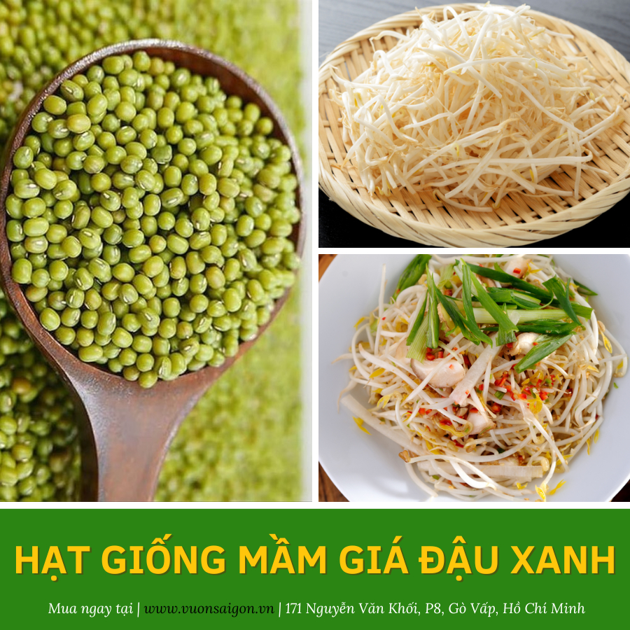 Hạt giống mầm giá đậu xanh Phú Nông 4
