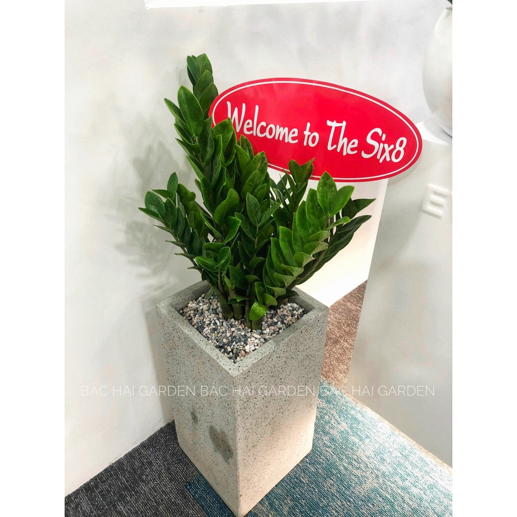 Bảng cắm đỏ Khai trương - Tân gia in theo nội dung yêu cầu khổ lớn A3- Chỉ bán kèm cây xanh