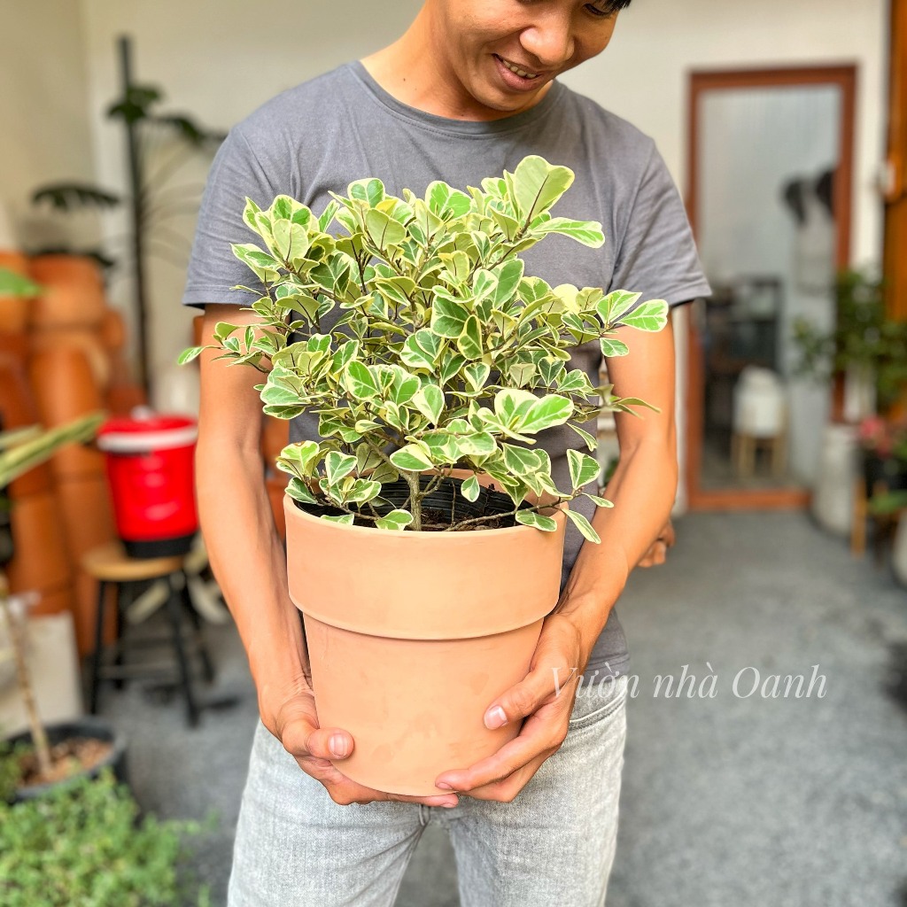 Chậu cây Đa Tam Phúc để bàn kèm chậu đất nung Vintage ( Cây si thái cẩm thạch)- Cây ban công, sân vườn chịu nắng