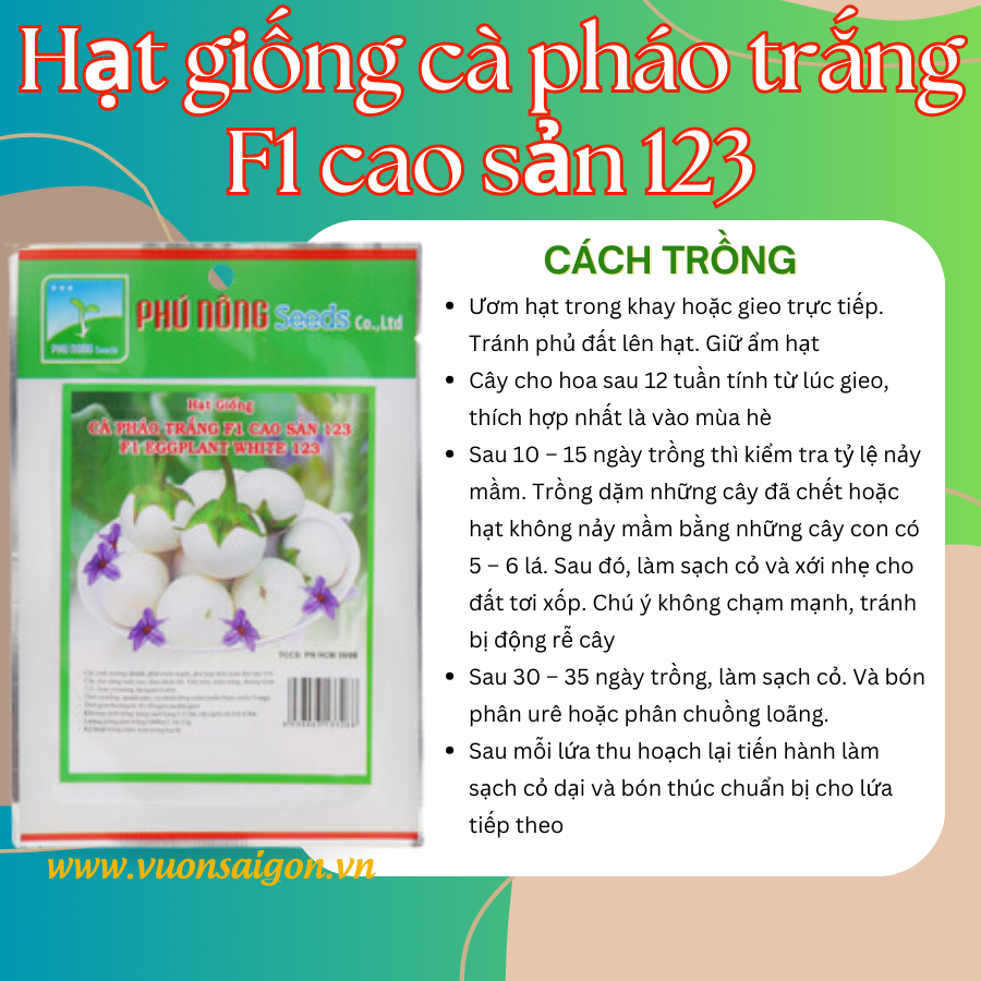 Hạt giống cà pháo trắng F1 cao sản 123 3