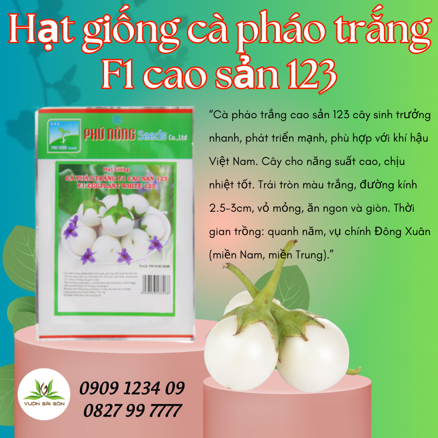 Hạt giống cà pháo trắng F1 cao sản 123 1