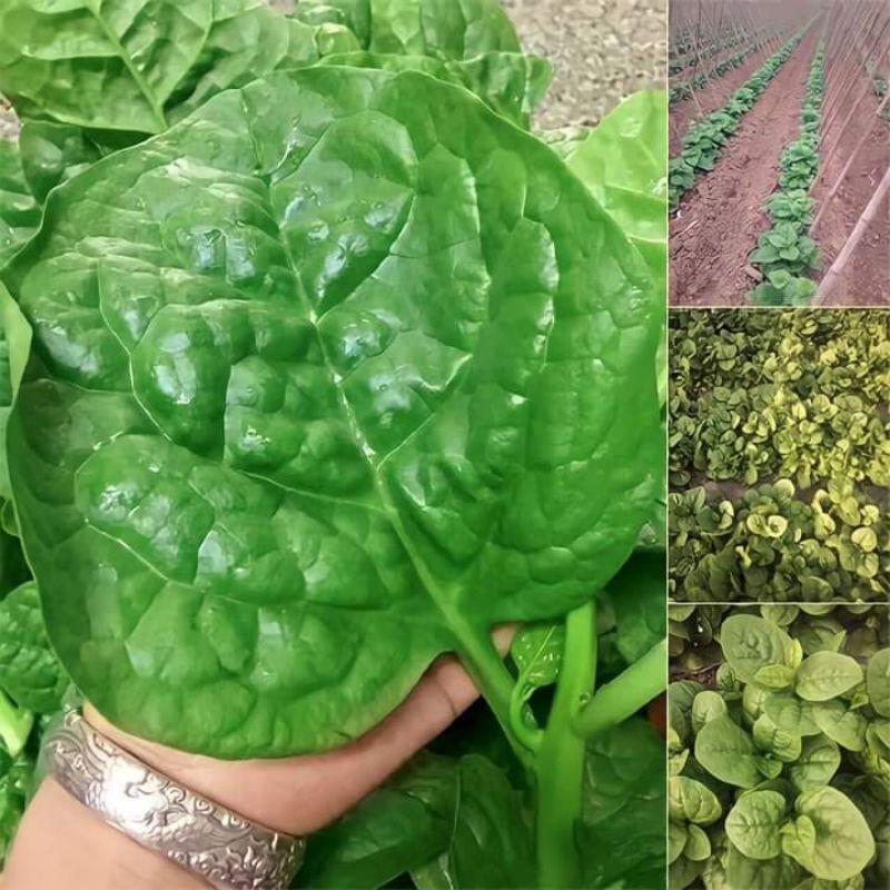 Hạt Giống Rau Mồng Tơi Nhật 🌈 HÀNG XỊN NHẬT BẢN🌈🌿 Cực kỳ năng suất, ăn rất ngon