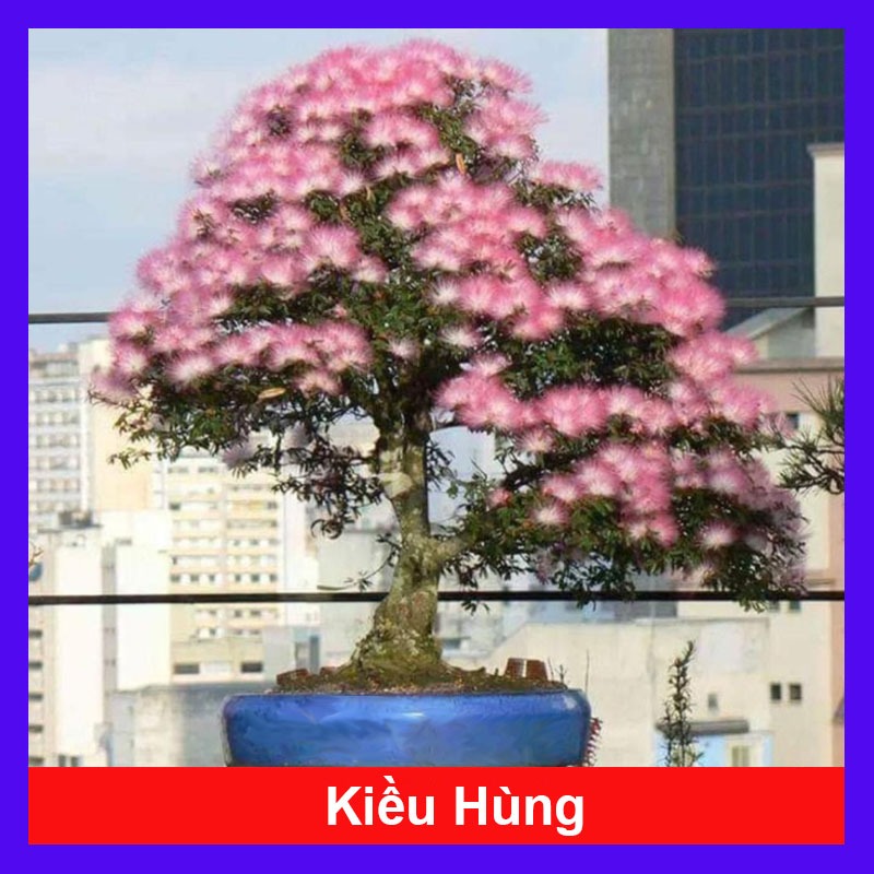 Cây Kiều Hùng - cây cảnh đẹp trồng bonsai hoặc trang trí sân vườn
