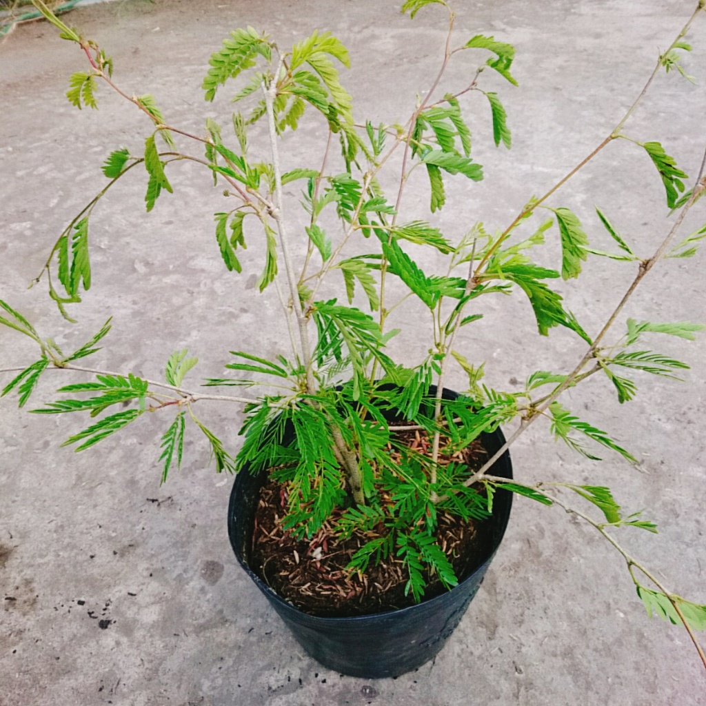 Cây Kiều Hùng - cây cảnh đẹp trồng bonsai hoặc trang trí sân vườn