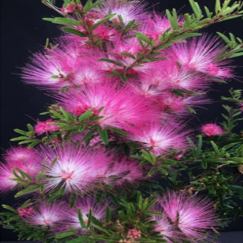 Cây Kiều Hùng - cây cảnh đẹp trồng bonsai hoặc trang trí sân vườn
