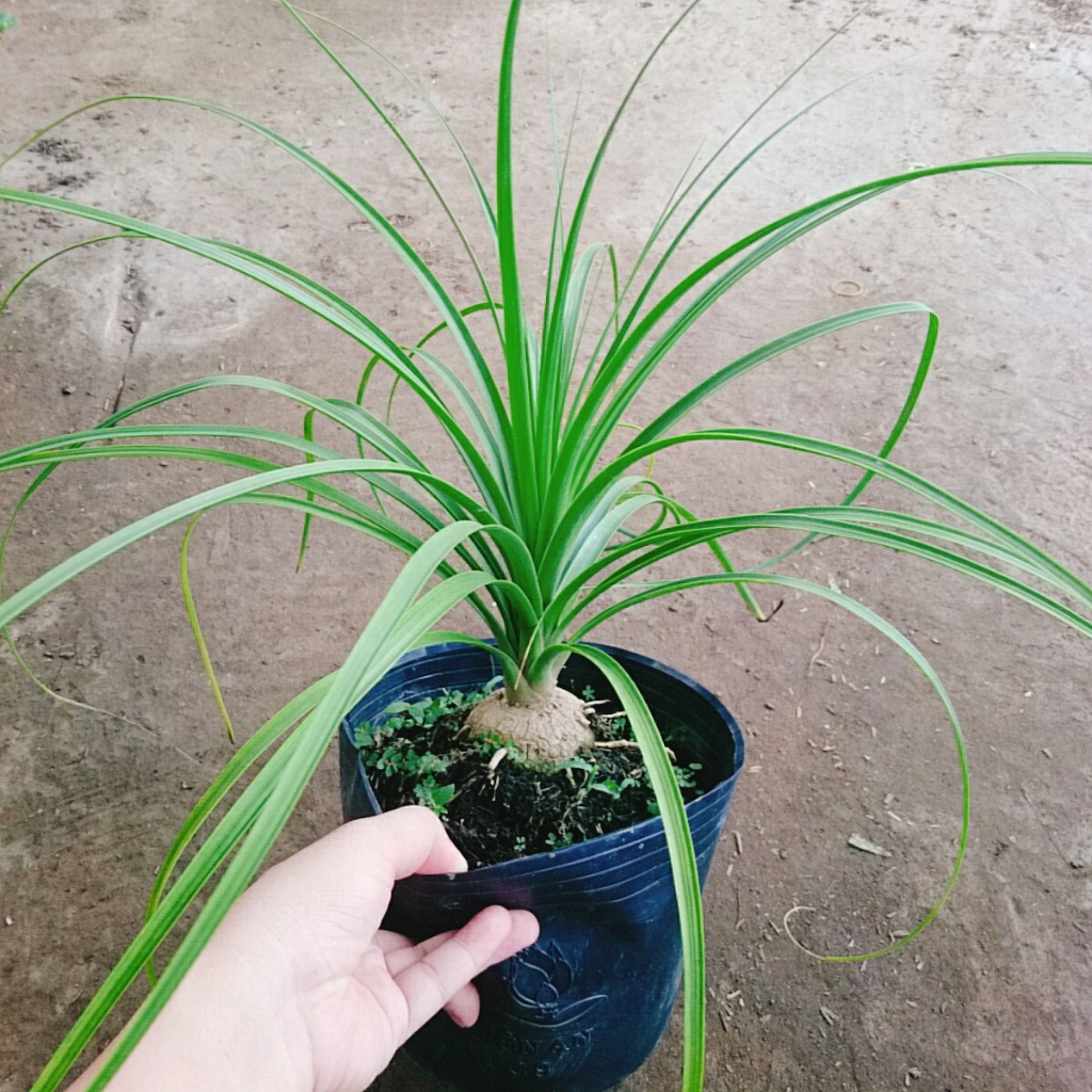 Cây lan bình rượu - cây náng đế - cây cảnh đẹp trang trí nội thất