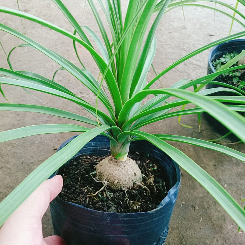 Cây lan bình rượu - cây náng đế - cây cảnh đẹp trang trí nội thất