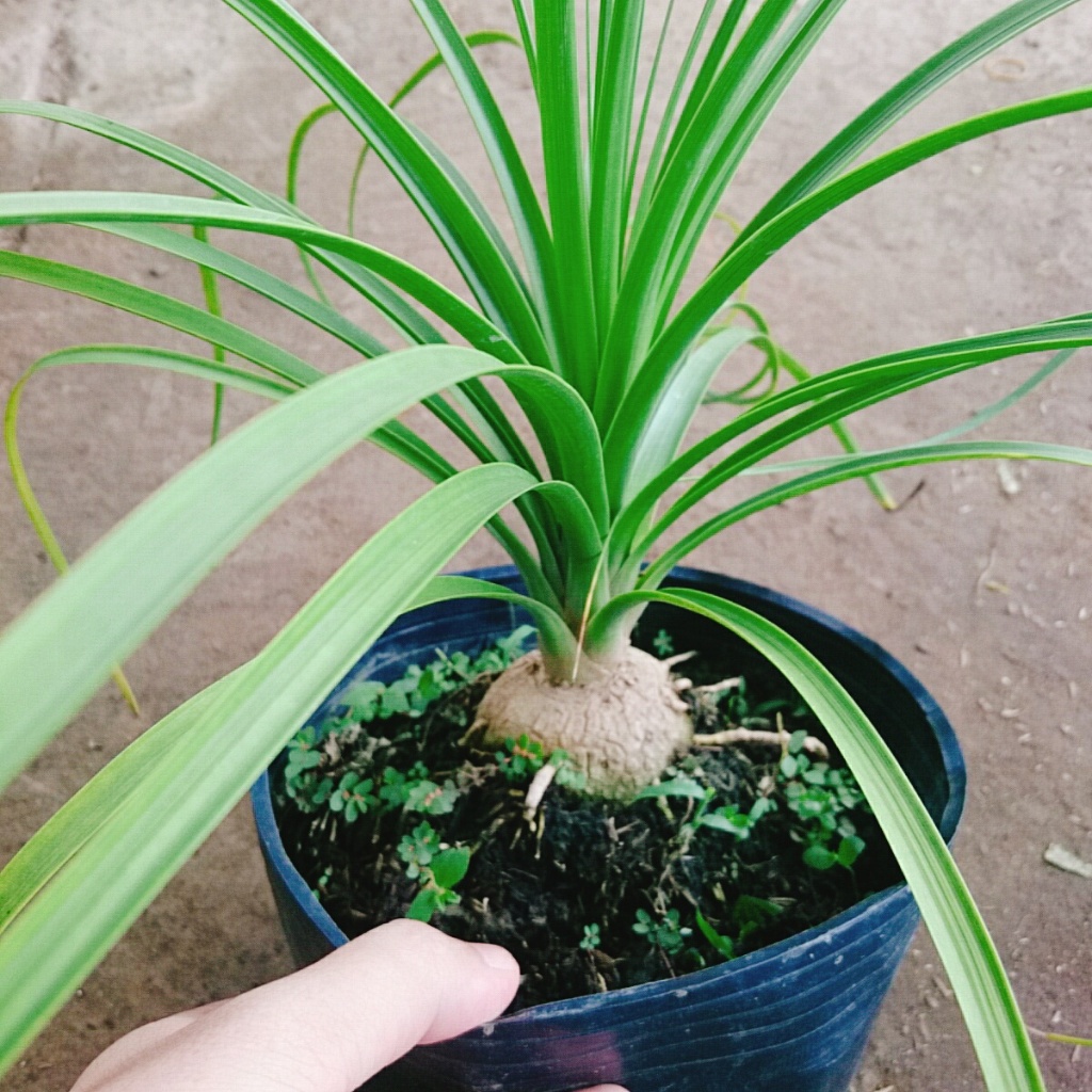 Cây lan bình rượu - cây náng đế - cây cảnh đẹp trang trí nội thất