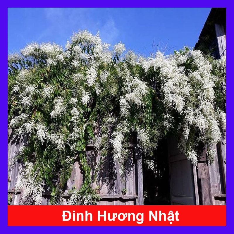 Cây Đinh Hương Nhật - Cây Tuyết Trắng cây hoa leo ra hoa sau 5 tháng hoa thơm mùi vani sống lâu năm