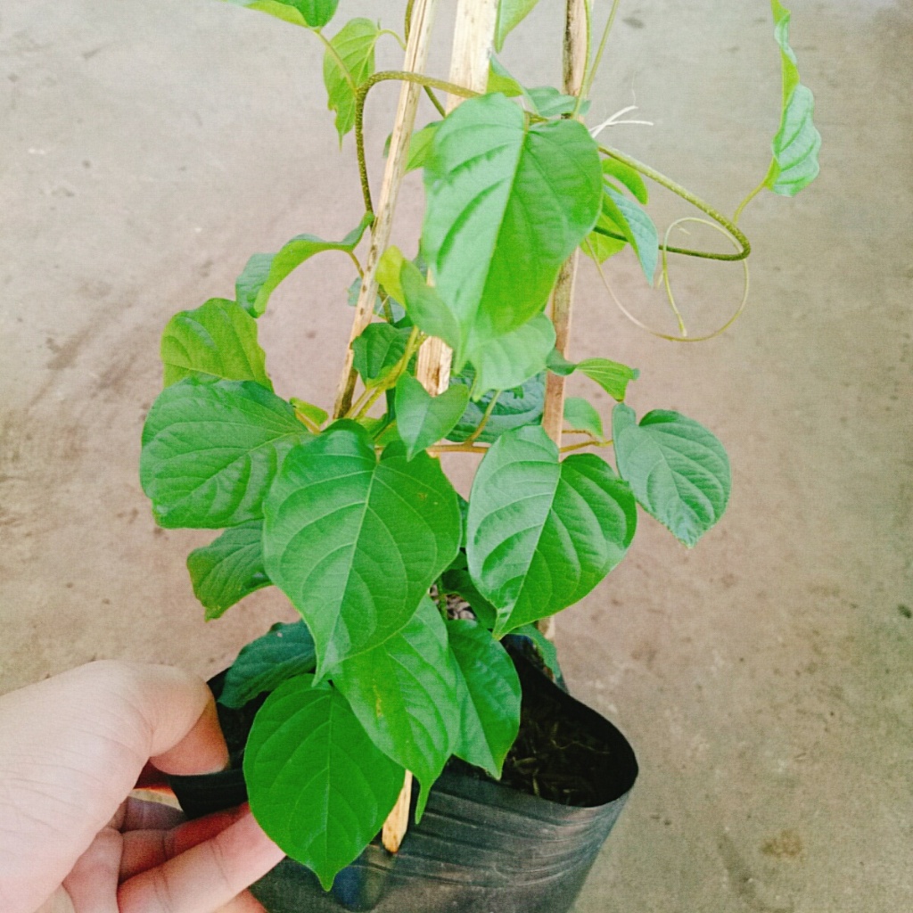 Cây Đinh Hương Nhật - Cây Tuyết Trắng cây hoa leo ra hoa sau 5 tháng hoa thơm mùi vani sống lâu năm