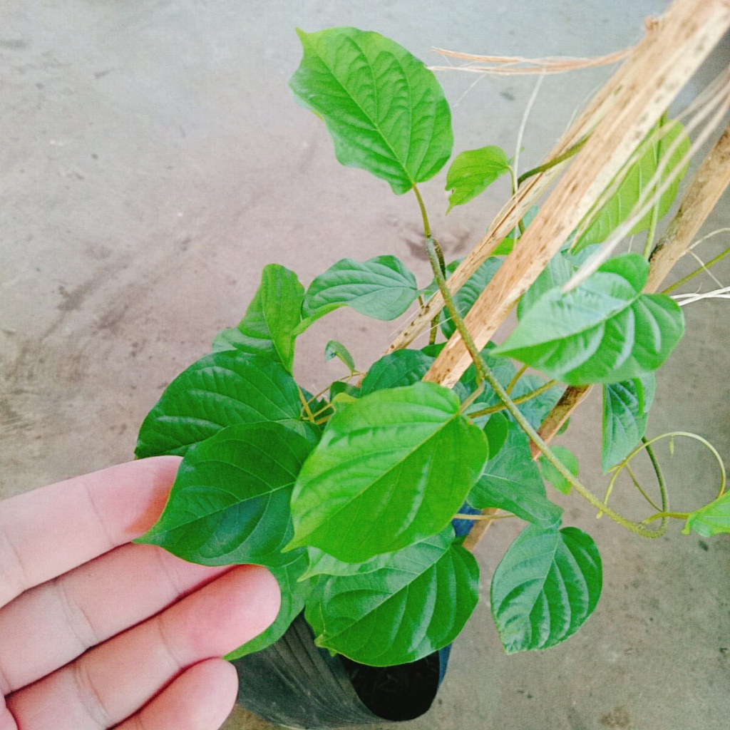 Cây Đinh Hương Nhật - Cây Tuyết Trắng cây hoa leo ra hoa sau 5 tháng hoa thơm mùi vani sống lâu năm