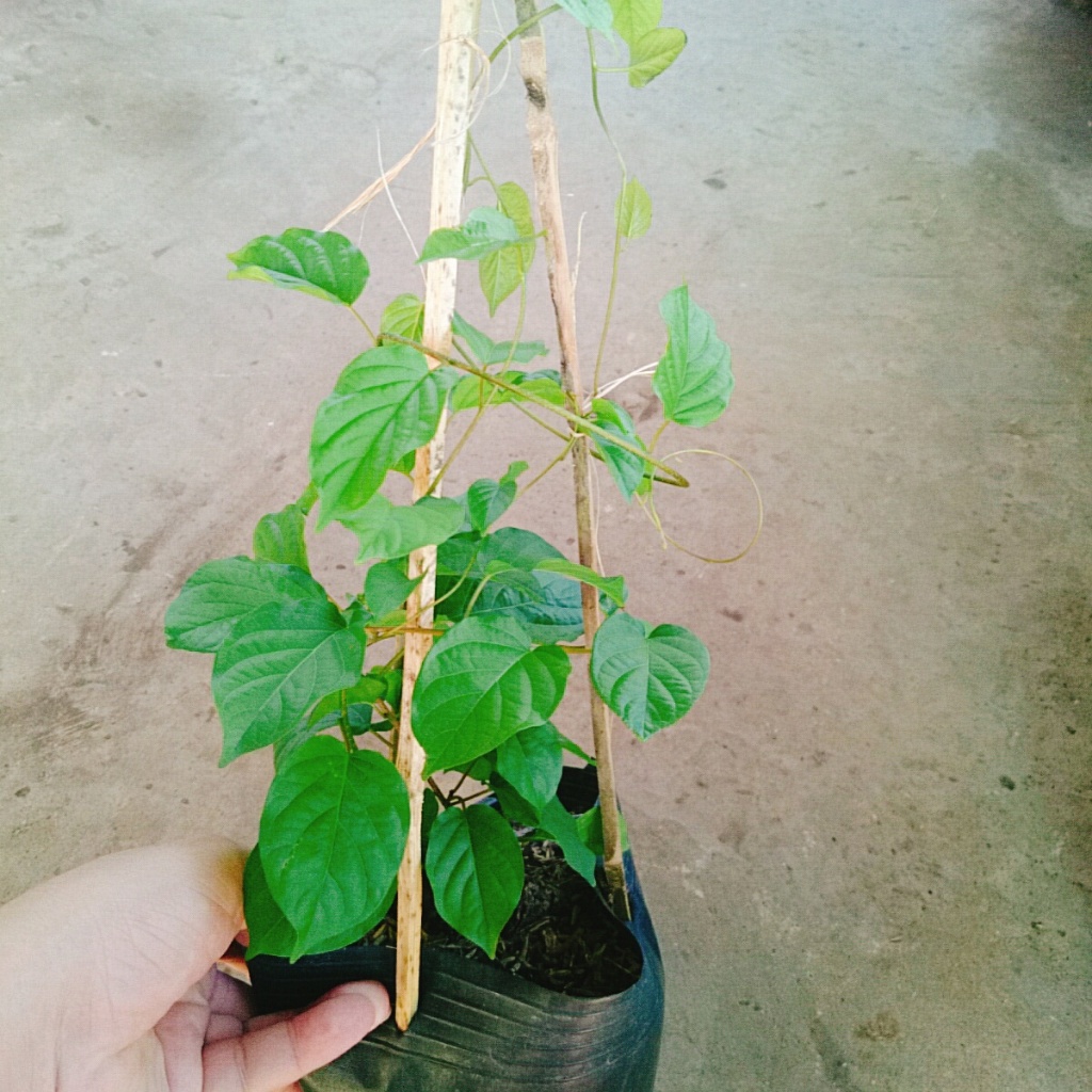 Cây Đinh Hương Nhật - Cây Tuyết Trắng cây hoa leo ra hoa sau 5 tháng hoa thơm mùi vani sống lâu năm