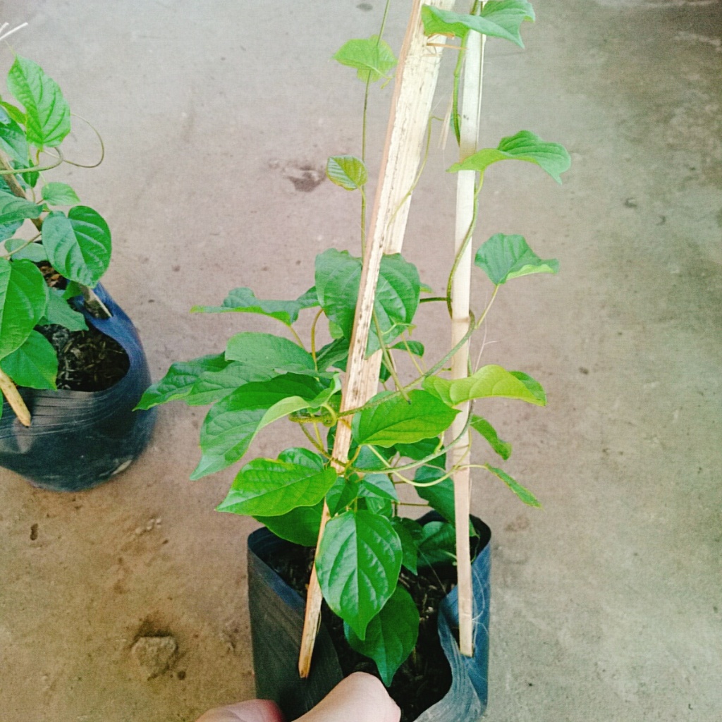 Cây Đinh Hương Nhật - Cây Tuyết Trắng cây hoa leo ra hoa sau 5 tháng hoa thơm mùi vani sống lâu năm