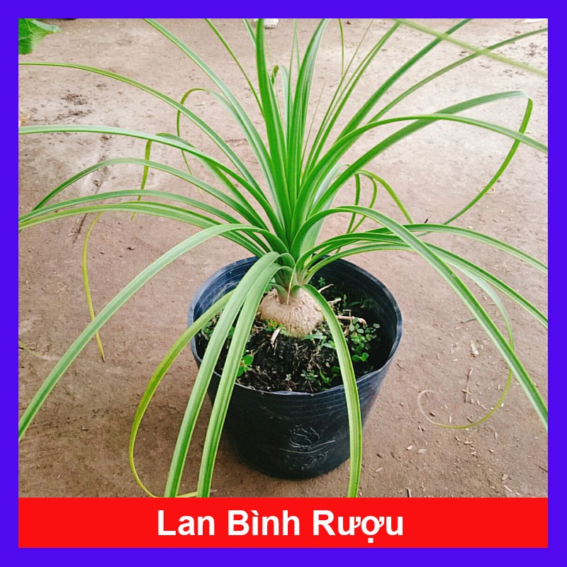 Cây lan bình rượu - cây náng đế - cây cảnh đẹp trang trí nội thất