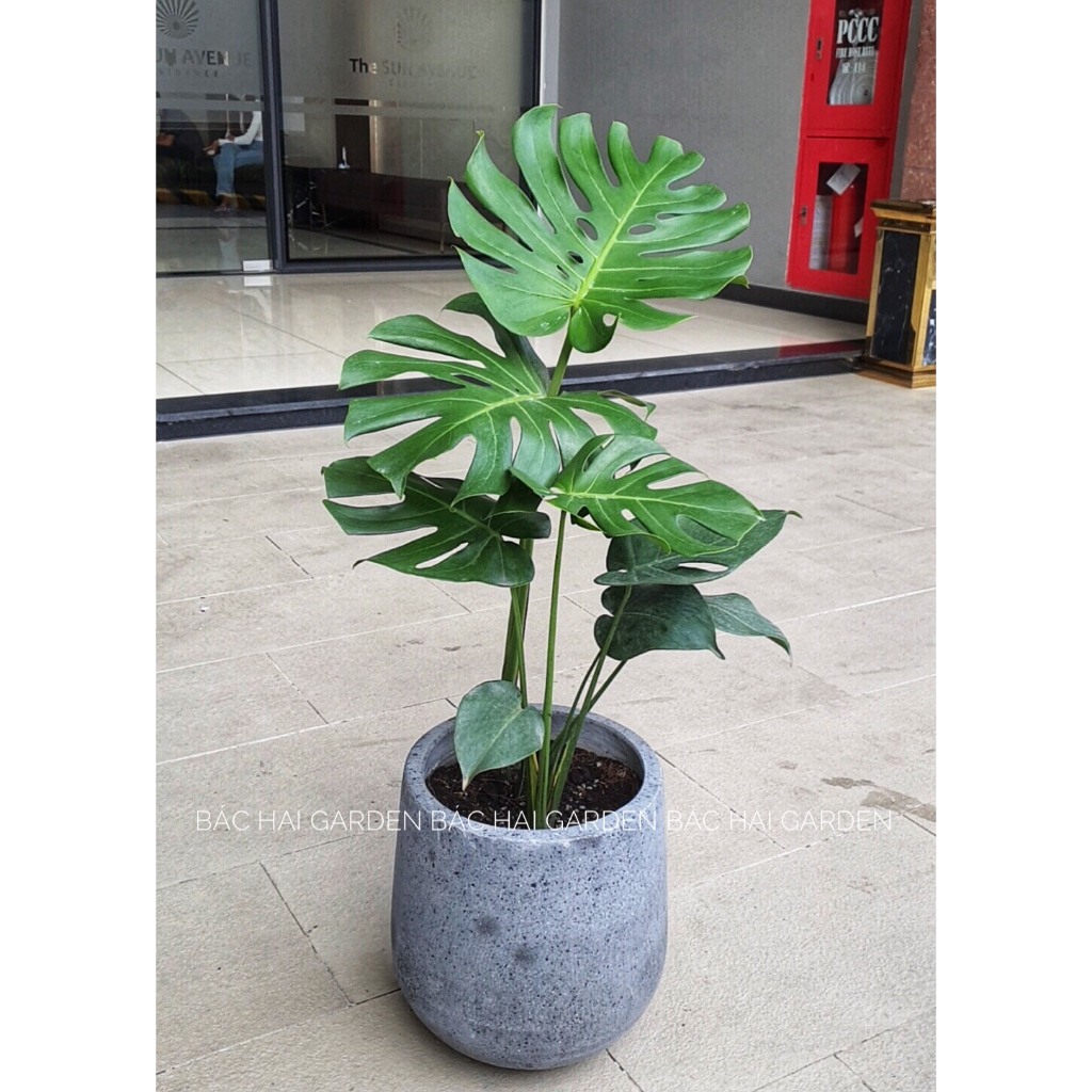 Chậu cây Monstera trung 50-60cm kèm chậu để bàn hoặc trưng sàn trang trí nội ngoại thất- Cây xanh trang trí văn phòng