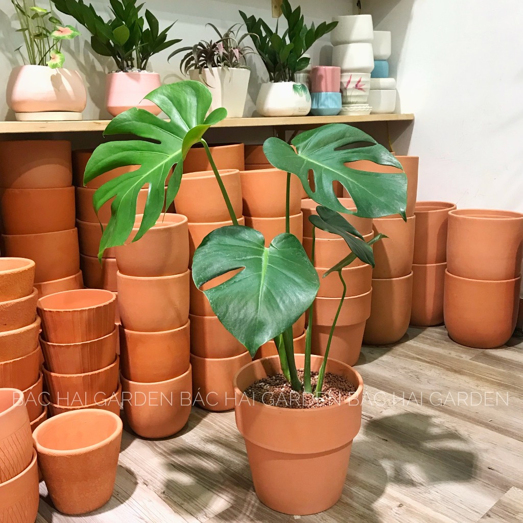 Chậu cây Monstera trung 50-60cm kèm chậu để bàn hoặc trưng sàn trang trí nội ngoại thất- Cây xanh trang trí văn phòng
