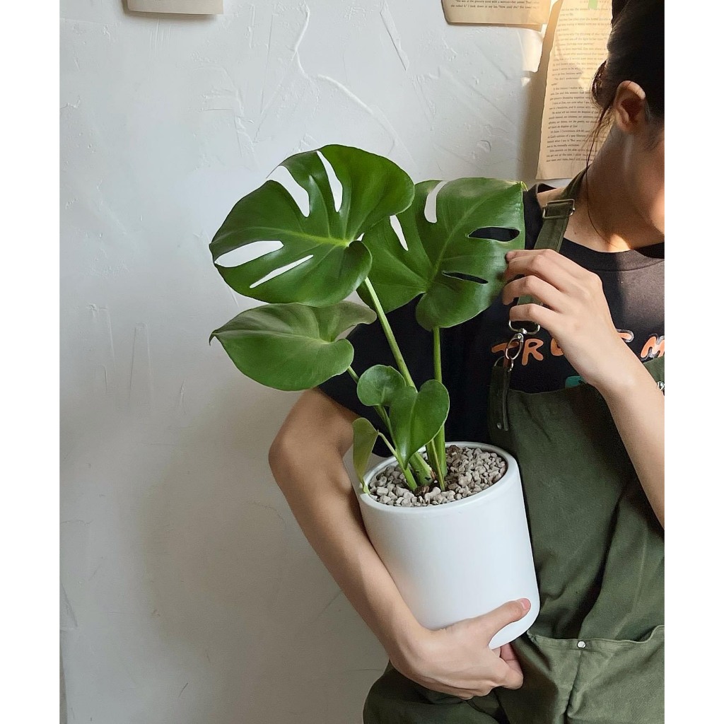 Chậu cây Monstera trung 50-60cm kèm chậu để bàn hoặc trưng sàn trang trí nội ngoại thất- Cây xanh trang trí văn phòng