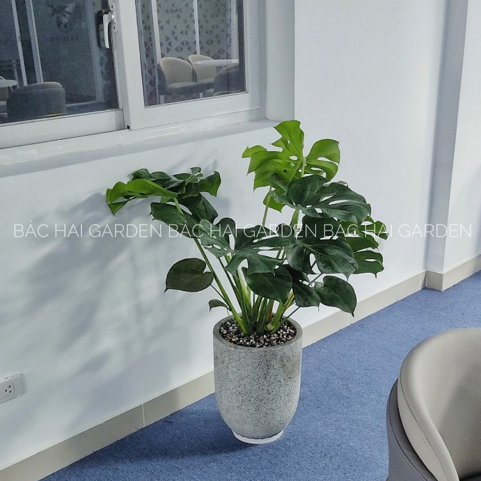 Chậu Monstera lớn kèm chậu xi măng/ men sứ cao cấp- cây nội ngoại thất đẹp- Cây trang trí văn phòng, nhà phố