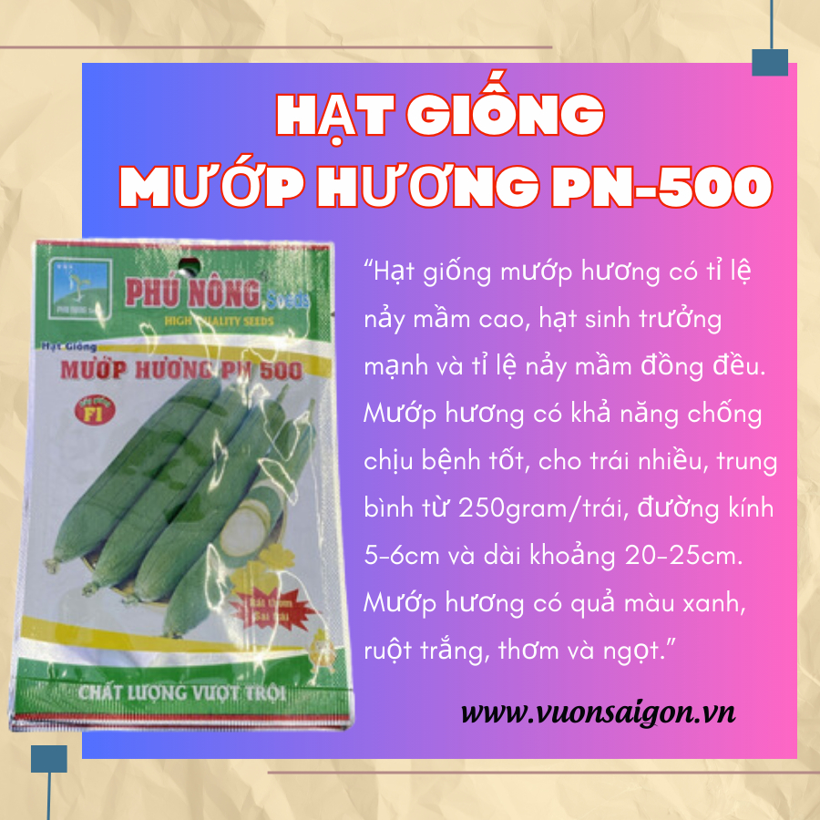 Hạt giống mướp hương - Rất thơm, siêu trái 1