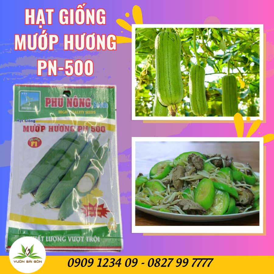Hạt giống mướp hương - Rất thơm, siêu trái 4