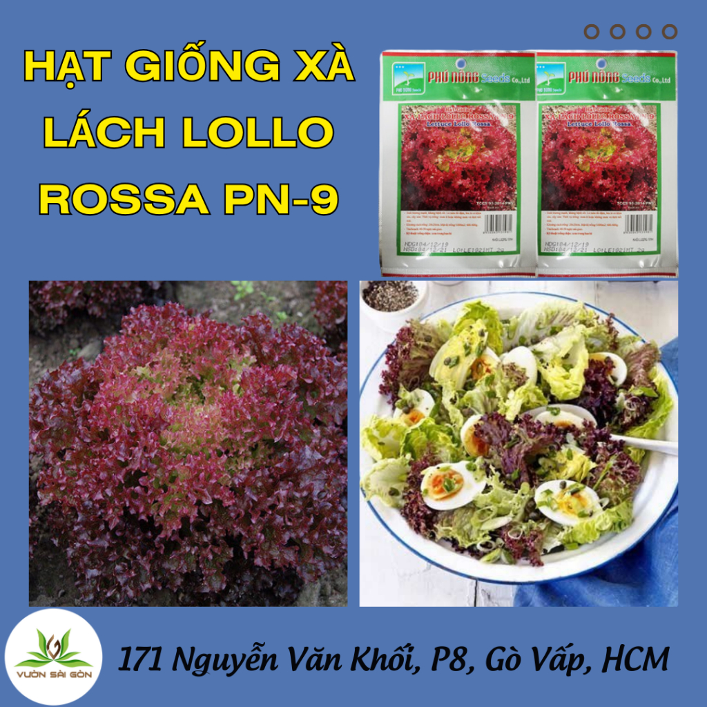 Hạt giống xà lách Lollo Rossa Phú Nông PN-9 4