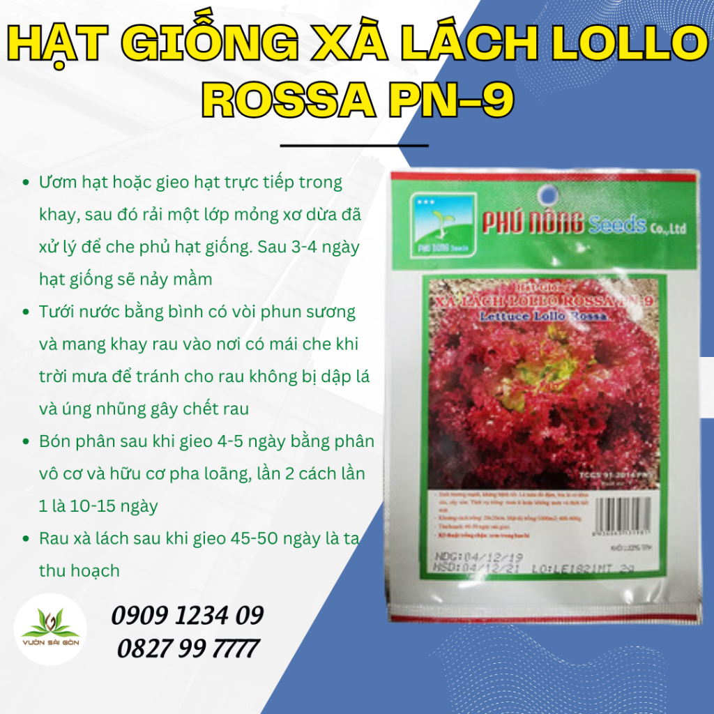 Hạt giống xà lách Lollo Rossa Phú Nông PN-9 3