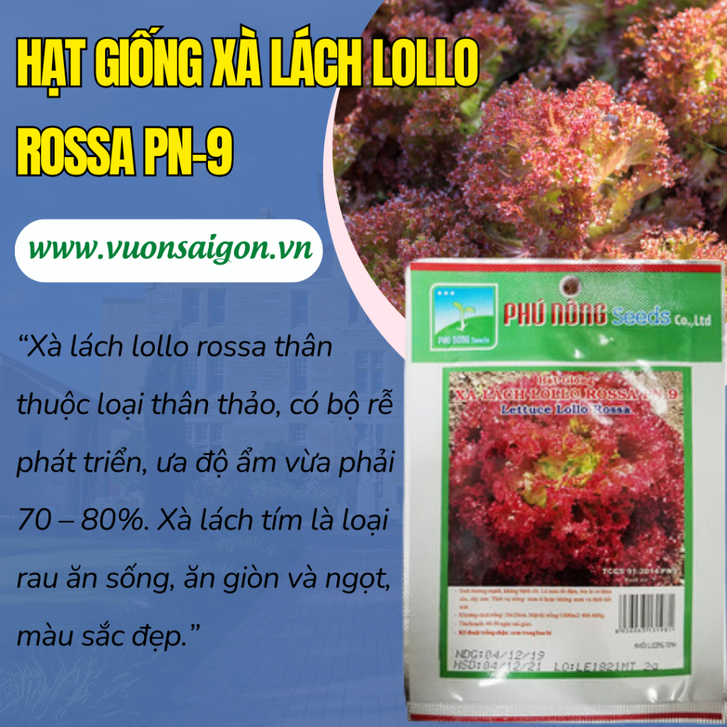 Hạt giống xà lách Lollo Rossa Phú Nông PN-9 1
