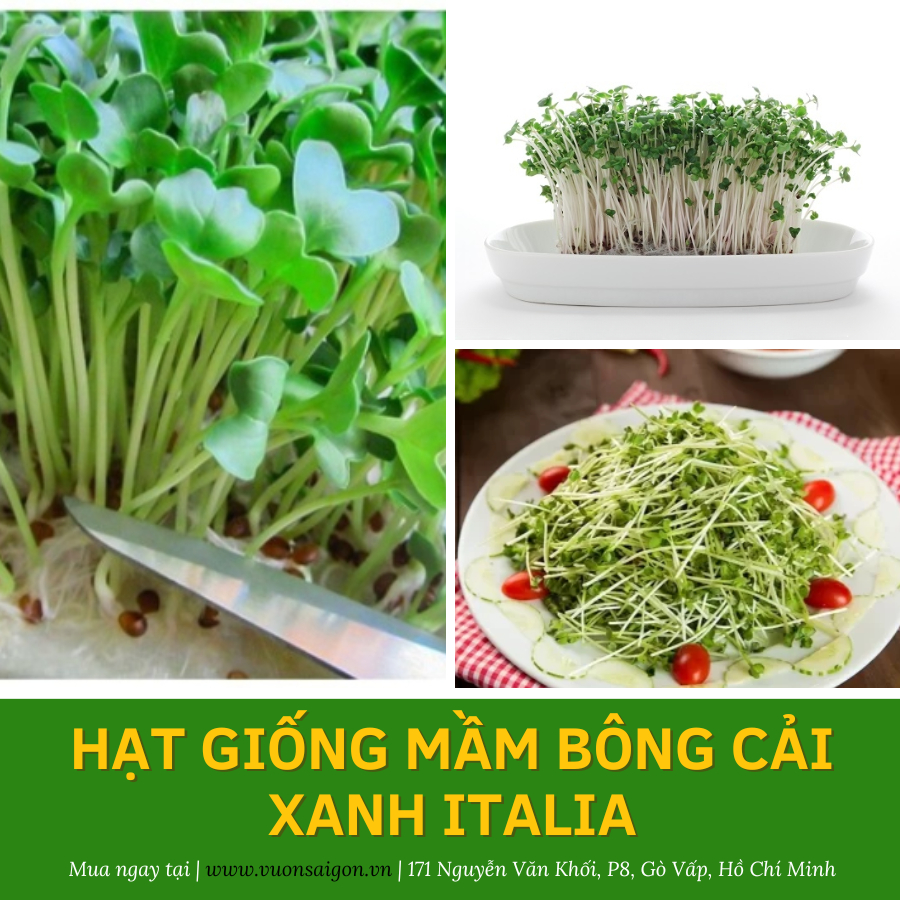 Hạt giống mầm bông cải xanh Phú Nông 5