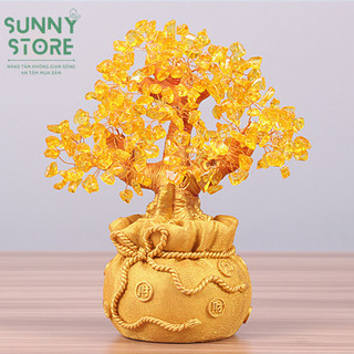 Cây tài lộc, Cây tiền vàng đế túi tiền, Cây kim tiền phong thủy, Decor Trang trí nhà cửa, Quà tặng ý nghĩa - SUNNY