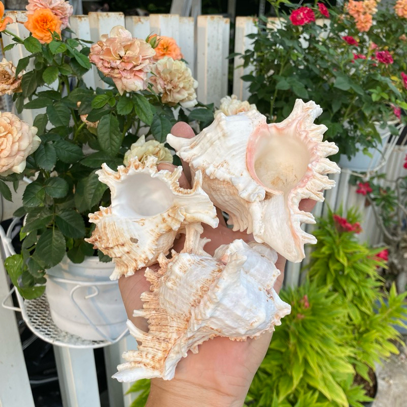 VỎ ỐC GAI LỚN trang trí, vỏ cho ốc rụt rè, ốc mượn hồn, cua ẩn sĩ, dã ...