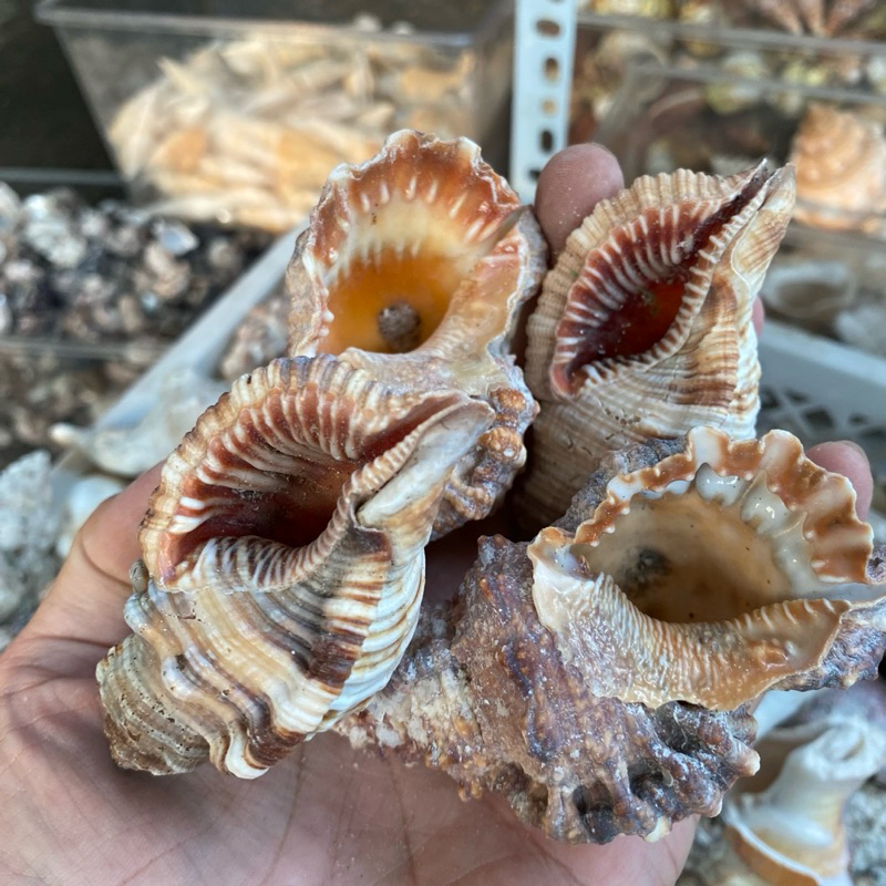 VỎ ỐC TÙ VÀ GAI (TUVA) trang trí, vỏ cho ốc rụt rè, ốc mượn hồn, cua ẩn ...