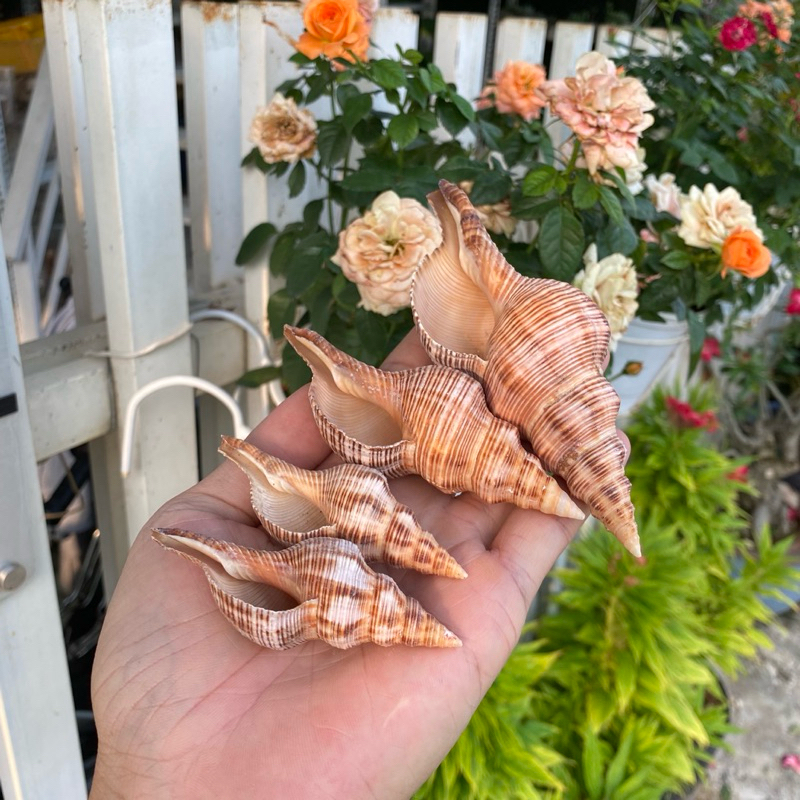 VỎ ỐC TÙ VÀ NÂU (TUVA) trang trí, vỏ cho ốc rụt rè, ốc mượn hồn, cua ẩn ...