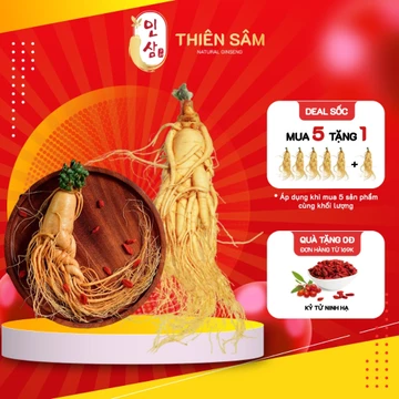 Nhân Sâm Hàn Quốc Đến 20 Năm Tuổi - Sâm Hàn Có Hoa Thu Hoạch Geaumsan Korea Thượng Hạng Giúp Bồi Bổ - Thiên Sâm