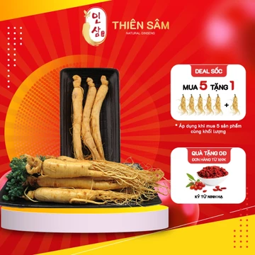 Sâm Tươi Hàn Quốc 4-8 Năm Tuổi - Nhân Sâm Tươi Nhập Khẩu Từ Geaumsan Korean - Sâm Hàn Giúp Bồi Bổ Sức Khỏe - Thiên Sâm