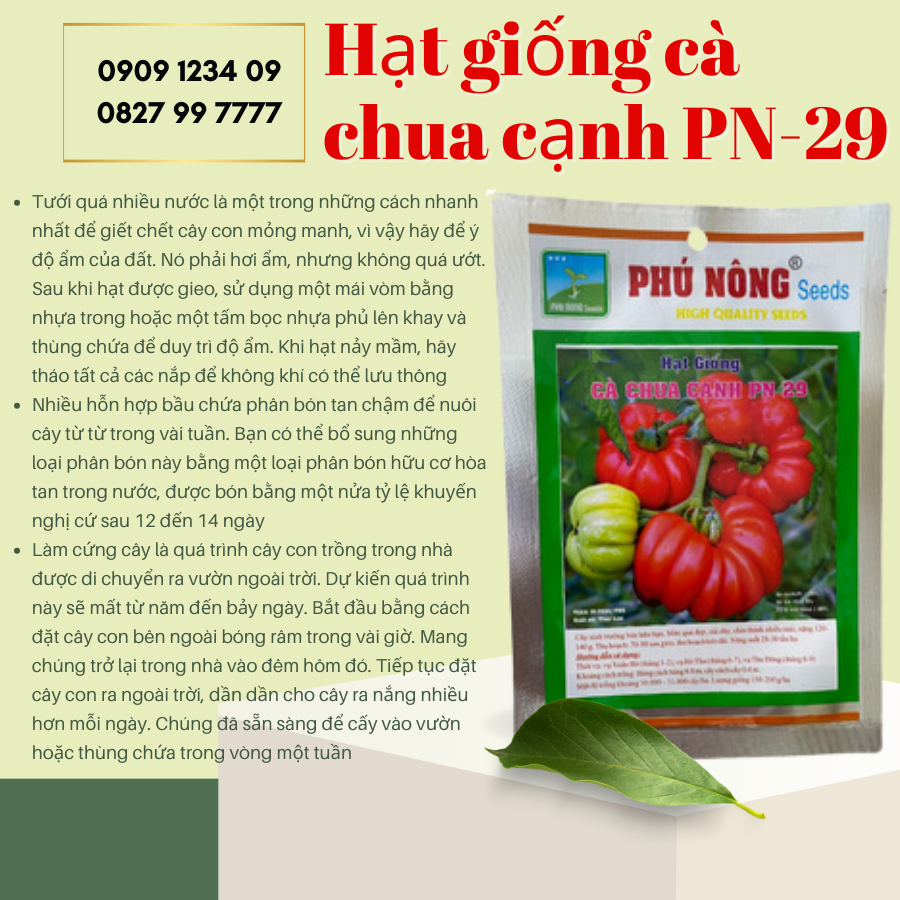 Hạt giống cà chua cạnh Phú Nông 2
