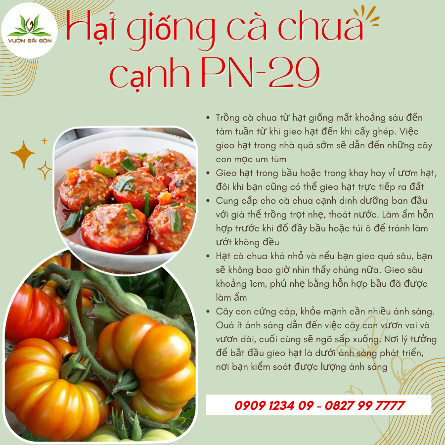 Hạt giống cà chua cạnh Phú Nông 1