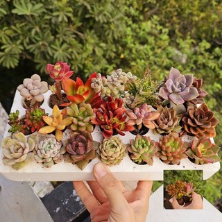 Combo 21 sen vỉ 3-5cm tặng thêm 2 sen có kèm chậu và đất đá sẵn tại vườn Mầm Nắng Garden lỗi 1 đền 1