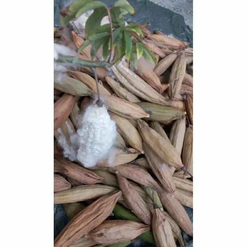bông gòn tự nhiên 1ki  (cả quả/vỏ)