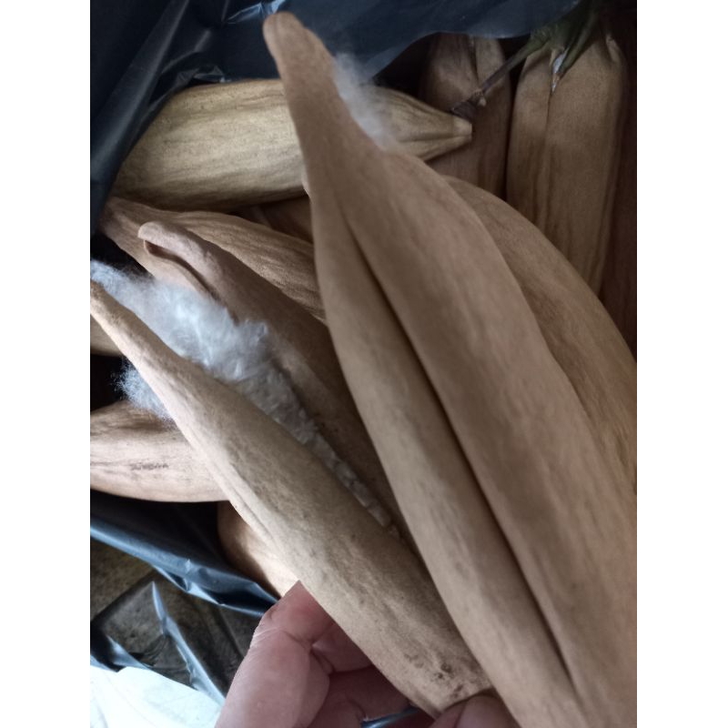 bông gòn tự nhiên 1ki  (cả quả/vỏ)