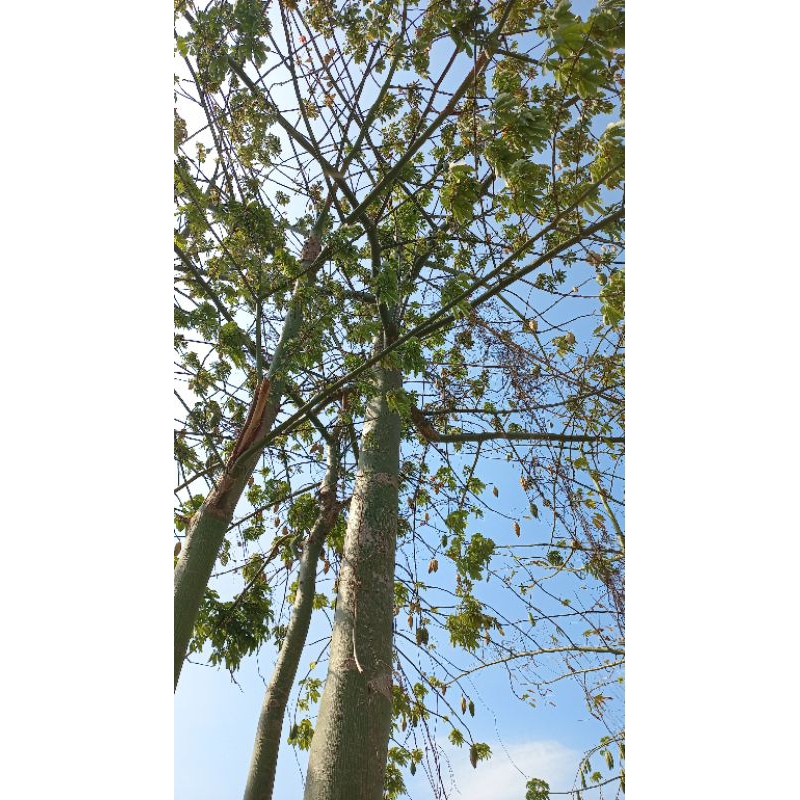 bông gòn tự nhiên 1ki  (cả quả/vỏ)
