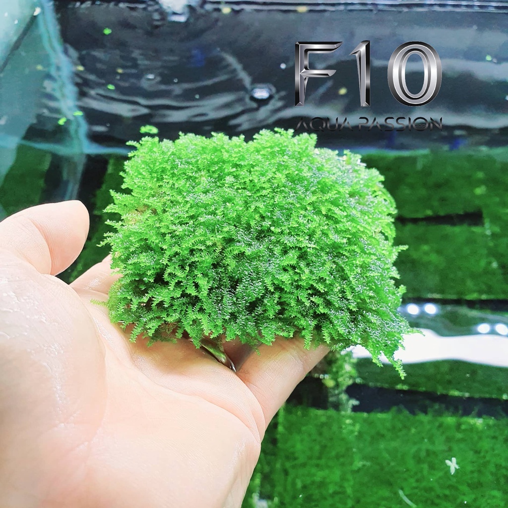 Rêu Mini Taiwan - Rêu Thuỷ Sinh Dán Bonsai, Dán Lũa Bể Thủy Sinh ...